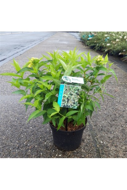 Diervilla sessilifolia ’Butterfly’